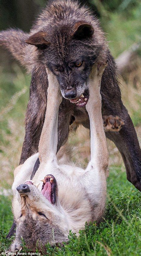 Photos Show Black Wolf Attacking In A Brutal Show Of Dominance