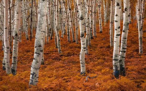 X Px P Free Download Birch Forest In Autumn Beauty Birch Trees Autumn Nature