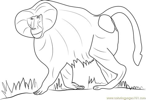 Find all the coloring pages you want organized by topic and lots of other kids crafts and kids activities at allkidsnetwork.com. Hamadryas Baboon Coloring Page - Free Baboon Coloring ...