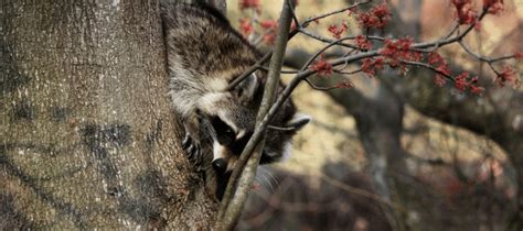 Do Raccoons Hibernate What You Need To Know Abc Blog
