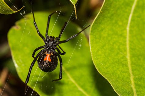 Black Widow Spider Bite Symptoms Identification And Treatment Of A