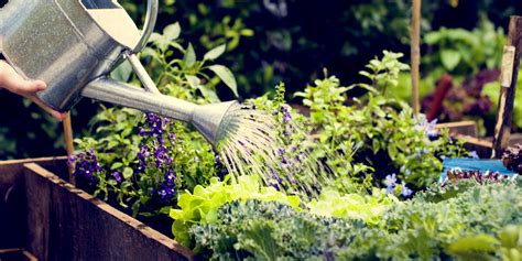 Simple Secrets To Watering Vegetable Plants Gardens For Success