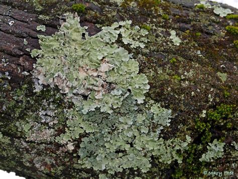 Are You Lichen The Bark Lichens And Mosses Master Gardeners Of