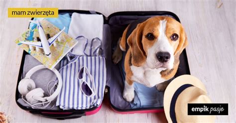 Podróż z psem za granicę paszport i inne formalności o których
