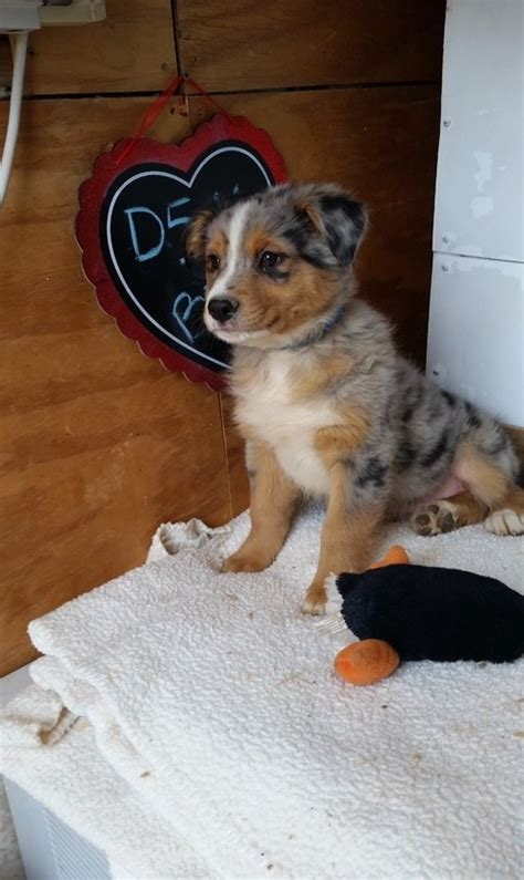 Palm beach puppies is a family owned and operated business since 2005. Australian Shepherd Puppies For Sale | West Palm Beach, FL #219729