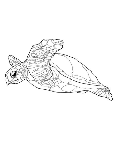 Sea Turtle Coloring Pages For Kids At Free Printable