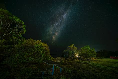 Green Trees Under Starry Night · Free Stock Photo