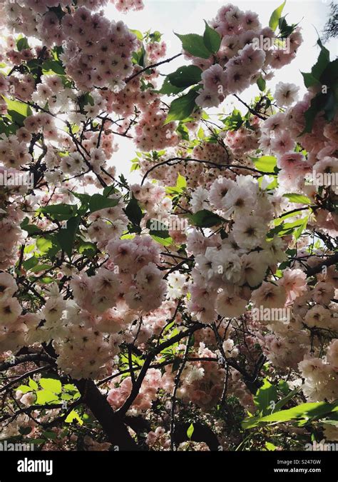 White Cherry Blossom Tree Stock Photo Alamy