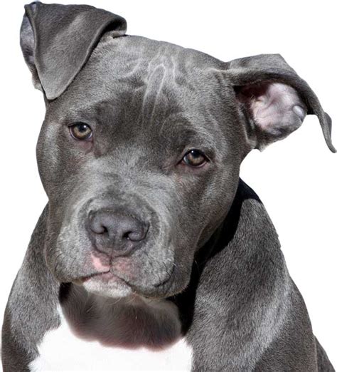 Top 10 hypoallergenic dogs good for allergy sufferers. American Pit Bull Terrier - Short haired but not ...