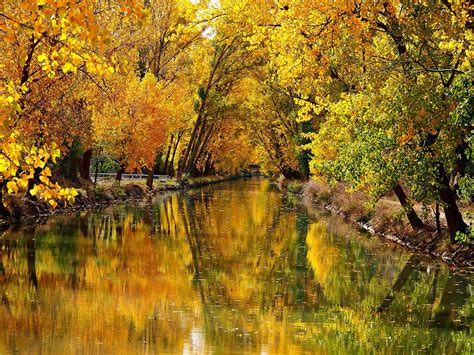 River Between Leafed Yellow Autumn Trees With Reflection 4k Nature Hd