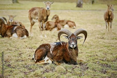 Image Of Group Of European Moufflons Ovis Aries Musimon Standing Or