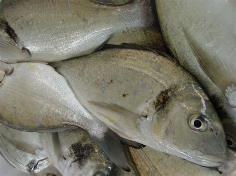 Acuicultura Y Pesca Continental En Argentina Omega 3 De Pescado Ni Es