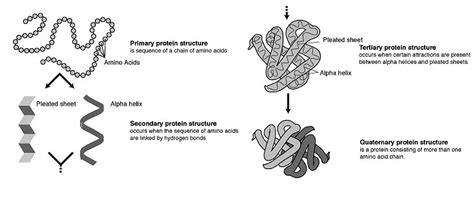 The amino acid sequence is the primary structure. Protein Structure