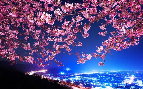 Cherry Blossom Tree At Night Wallpapers Top Free Cherry