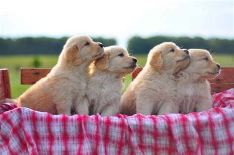 Here at d&j golden retriever puppies, we have been breeding dogs for over 15 years! Cheap Golden Retriever Puppies For Sale In Ohio | PETSIDI