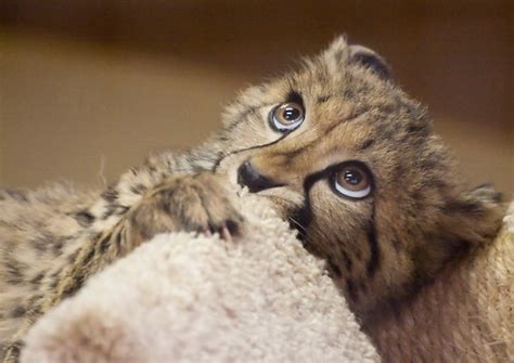 Kiburi The Baby Cheetah Flickr Photo Sharing
