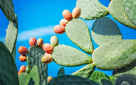 Learn more about prickly pear cactus uses, benefits, side effects, interactions, safety concerns, and effectiveness. Prickly Pear Benefits in Skincare | bareMinerals