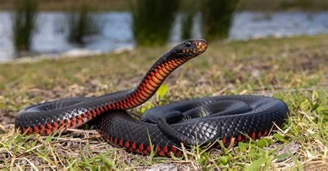 10 Poisonous Snakes In Australia Imp World
