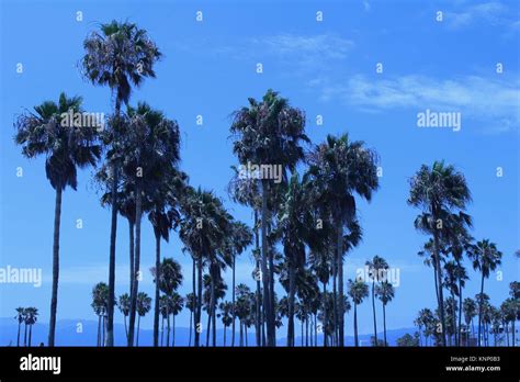 Tall Majestic Palm Trees Under A Beautiful Sunny California Blue Sky