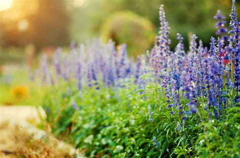 15 Best Zone 7 Plants To Put In Your Garden
