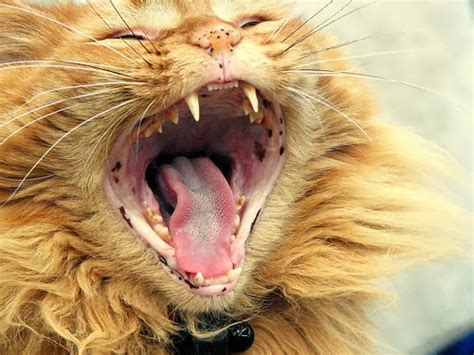 Idiopathic, asymptomatic pigmentation of the nose, lips, eyelids, and ears of often in young cats. Lentigo Simplex: Black spots on Cat's nose, Is it Danger ...