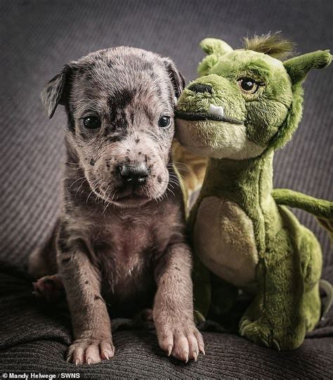 Our great dane puppies are shipped with most major airlines; Great Dane Puppies Colorado Springs - Northern Colorado Great Danes - Puppies For Sale : Use the ...