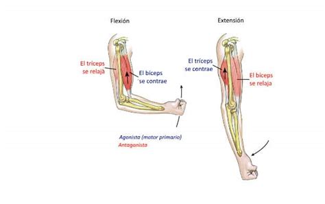 ¿qué Son Los Músculos Agonistas Descúbrelos Aquí