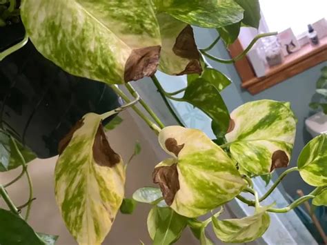 Pothos Leaves Turning Brown Causes And 6 Fixes Gardenine