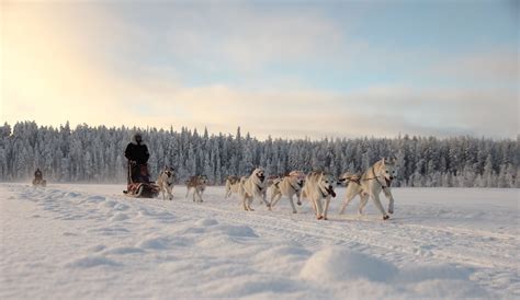 Husky Tour In Rovaniemi 8 Km Afternoon Run Visit Finnish Lapland