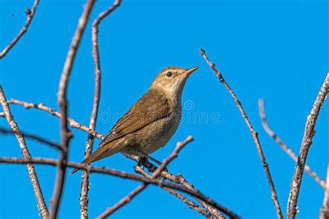 A Small Light Brown Bird Acrocephalus Palustris Sits On A Dry Branch Of