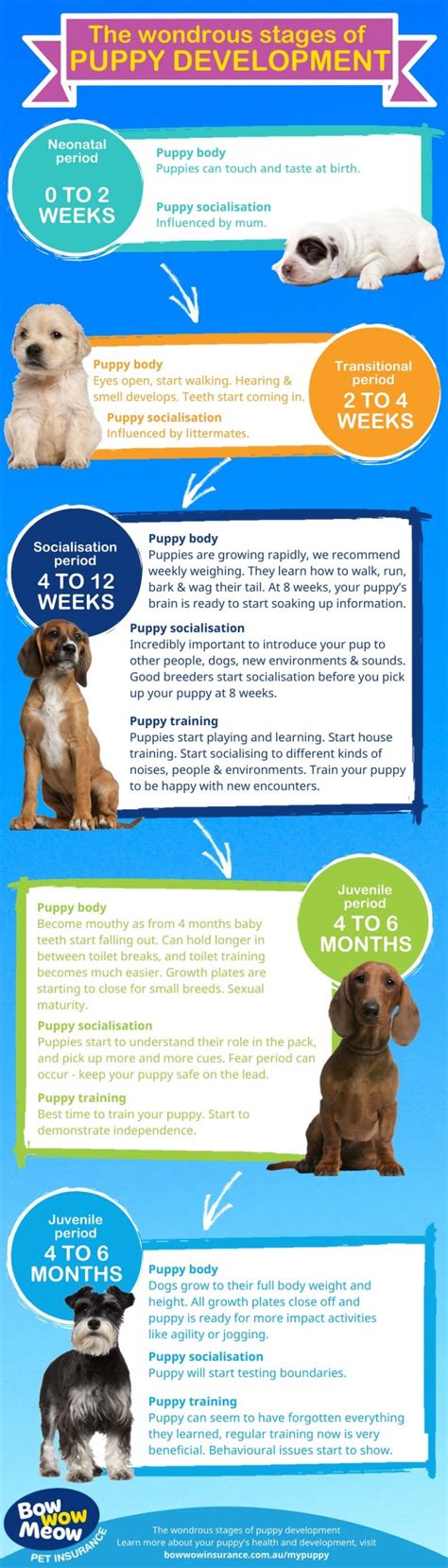 Puppy Development Stages Newborn Milestones And Growth Charts