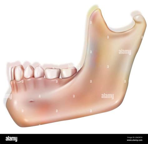 Human Lower Jaw Or Mandible In Profile Stock Photo Alamy