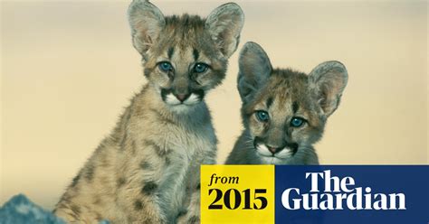 Eastern Cougar Extinct No Longer Needs Protection Says