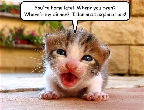 Cat Funny Animal Images Cute Animal Quotes Animal Captions Funny