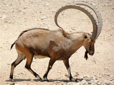 8 Of The Biggest African Animals With Horns 10largest