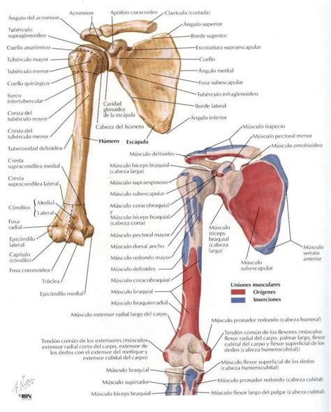 ASOTERCI CASC Miembro Superior Anatomía del esqueleto Anatomia de netter Anatomia humana