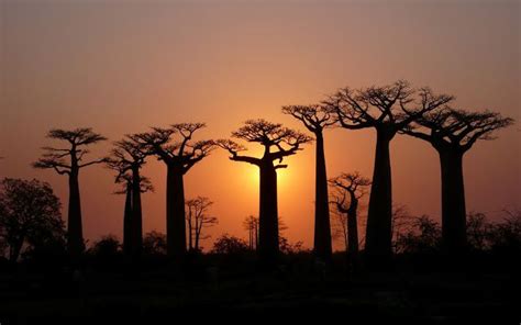 Senegal Africa Free Desktop Wallpaper Sunset Wallpaper Tree