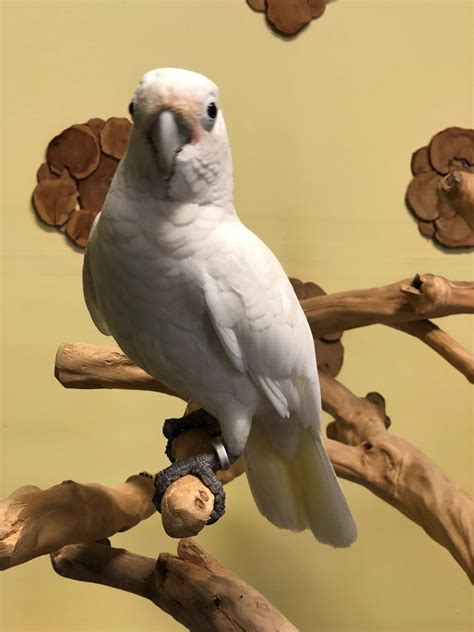 After you find out all goffin cockatoo price results you wish, you will have many options to find the best saving by clicking to the button get link coupon or more offers of the store on. Goffin Cockatoo #170802 for sale in Hazleton, PA