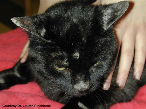 Symptoms Of Ringworm In Cats Kingsdale Animal Hospital