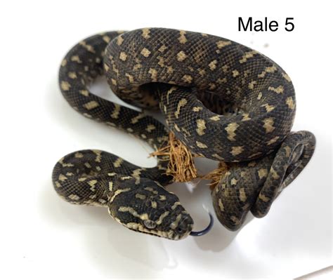 Se England Spotted Pythons Diamond Hybrids Northern Pine Reptile Forums