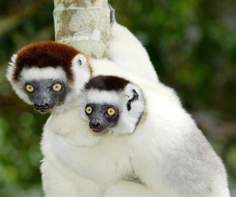 The Sifaka Lemur Animal Information And Facts The Wildlife