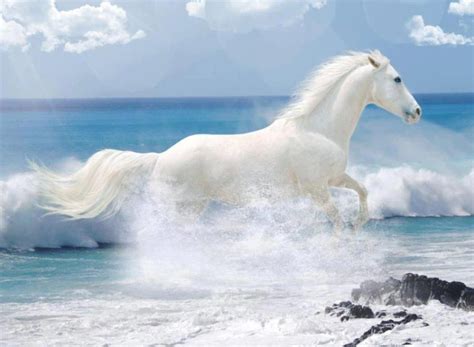 ασπρα αλογα μεσα στην θαλασσα Horses White Horses Most Beautiful Horses
