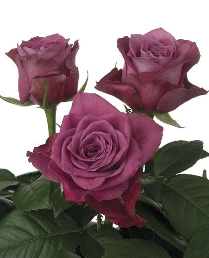 Check spelling or type a new query. Mauve Rose Collection : Excelsior™ | Rose varieties, Rose ...