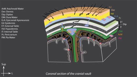 Dura Mater Brain Inter Atlas