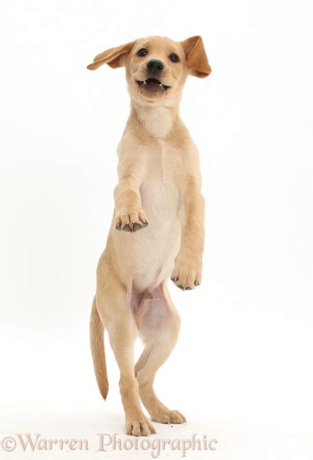 Dog Yellow Labrador Puppy Standing On Hind Legs Photo Wp42386