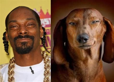 ¡12 Famosos Que Se Parecen A Un Perro Mascotas