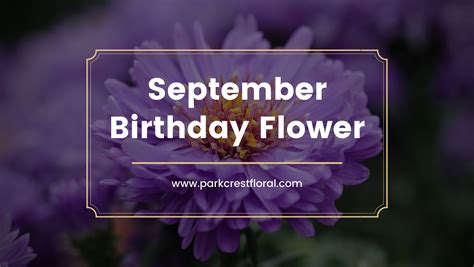 September Birth Flowers And Their Meanings Parkcrest Floral Design