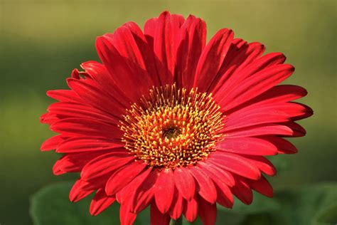 Red Gerber Daisy On Green Free Stock Photo Public Domain Pictures