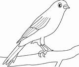 Coloring Canary Bird Tree Perched Sketch Template sketch template