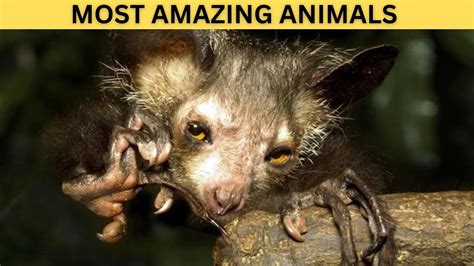 10 Most Amazing Animals You Wont Believe Exist Youtube